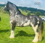 Devine's King of the Bay, Stallion at Stud
