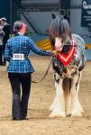 Devine's King of the Bay, Stallion at Stud