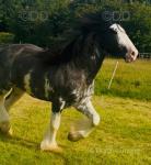 Devine's King of the Bay, Stallion at Stud