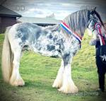Devine's King of the Bay, Stallion at Stud
