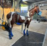 Two year old colt for sale, bombproof to drive, you can let a child drive him. No problem, no pulling, no problem with traffic. 