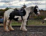 Here we have Lollipop. Lolli is one outstanding 5 year old mare standing at 12.1hh. This mare in one word is amazing. Ride and Drive ( one for the family ). 