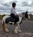 Lollipop, 12.1hh Ride and Drive Mare