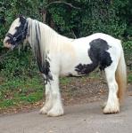 Lollipop, 12.1hh Ride and Drive Mare