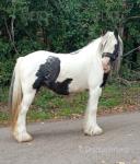 Lollipop, 12.1hh Ride and Drive Mare