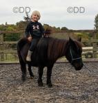 Alice, Shetland Riding Mare