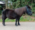 Alice, Shetland Riding Mare