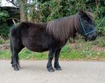 Alice, Shetland Riding Mare