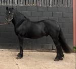 Mongarnedd Edwardo, Welsh C gelding 13.2hh 8 years old. Raffi has 3 established paces, happy out in company and alone. He is happy to work in any environment or surrounding. He has previously done private driving and pleasure driving at home. 