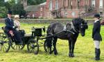 Mongarnedd Edwardo, 13.2hh Welsh C Driving Gelding