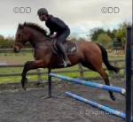 16.1hh Thoroughbred Riding Gelding