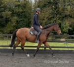 16.1hh Thoroughbred Riding Gelding
