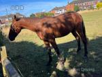 Full bred trotter ride and drive five year old gelding. Bombproof in every way. 