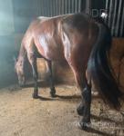 15hh Ride and Drive Gelding 