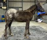 Paz, Colt Foal