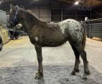 Paz, Colt Foal