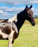 Texas US, 16.1hh Riding Gelding 