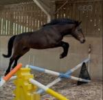 Carolina's Comet, Filly