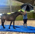 Carolina's Comet, Filly