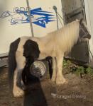 A really heavy black and white cob gelding, 4 years old, standing at 12.3hh.  A really heavy black and white cob gelding, 4 years old, standing at 12.3hh.