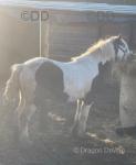 3 year old stallion cob, stands around 12hh. A really thick set cob. He drives and I can back him, he just needs a little work with riding.  3 year old stallion cob, stands around 12hh. A really thick set cob. He drives and I can back him, he just needs a little work with riding.