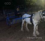 Tyson. Tyson is a ride and drive stallion, 5 years old and approximately 11.1hh/11.2hh. He's good to catch and brushn picks all four feet up and loves to be messed with.  Tyson. Tyson is a ride and drive stallion, 5 years old and approximately 11.1hh/11.2hh. He's good to catch and brushn picks all four feet up and loves to be messed with.