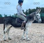 Meet Dapple, the yard favourite! Gelding donkey, 10 years old. Dapple is a lovely donkey with a sweet temperament. He's a good old-fashioned sturdy type and well put together. 

