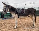 Dapple, Riding Donkey Gelding