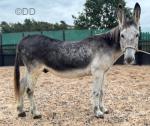 Dapple, Riding Donkey Gelding