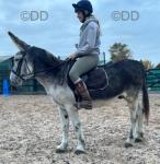 Dapple, Riding Donkey Gelding