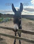 3 Year Old Jack Donkey