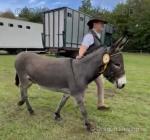 3 Year Old Jack Donkey