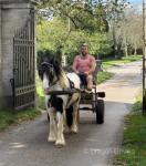Alfie, a 12hh, 5 year old ride and drive cob gelding. Alfie is a lovely little pony, he's lovely on the ground and lets the kids faff around him.  Alfie, a 12hh, 5 year old ride and drive cob gelding. Alfie is a lovely little pony, he's lovely on the ground and lets the kids faff around him.