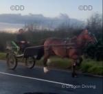 Tireve Prince, a registered Welsh Section D gelding. 14.3hh, 14 years old. Prince is a driving horse and loves his job, with really nice movement. He has been on lots of B.D.S drives.  Tireve Prince, a registered Welsh Section D gelding. 14.3hh, 14 years old. Prince is a driving horse and loves his job, with really nice movement. He has been on lots of B.D.S drives.