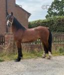 Tireve Prince, 14.3hh Welsh Section D Driving Gelding 
