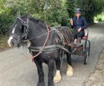 Lovely 13hh black mare, broken to ride and drive.  Lovely 13hh black mare, broken to ride and drive.