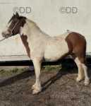 Miller, 13hh Ride & Drive Gelding 