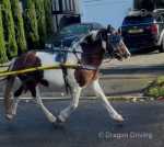 Miller, 13hh Ride & Drive Gelding 