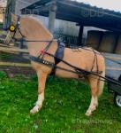 Estoro Prince Phillip. Sire Dearnevalley Gold Bullion. Dam Mathfred Tangelina by Danaway Tango. Welsh Section D gelding, 4 years old, 14.1hh. Great temperament, good to do in every way possible. Box, shoe, teeth, vaccinations, etc.
 Estoro Prince Phillip. Sire Dearnevalley Gold Bullion. Dam Mathfred Tangelina by Danaway Tango. Welsh Section D gelding, 4 years old, 14.1hh. Great temperament, good to do in every way possible. Box, shoe, teeth, vaccinations, etc.