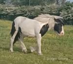 Nell, 3 Year Old Filly