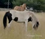 Nell, 3 Year Old Filly