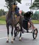 Hello, we have a red and white 6 year old trotting mare, she's standing at 14.3hh/15hh.  Hello, we have a red and white 6 year old trotting mare, she's standing at 14.3hh/15hh.