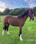 Welsh Section C Yearling Filly