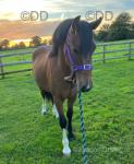 Welsh Section C Yearling Filly