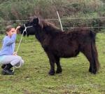 Shetland Colt