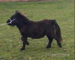 Shetland Colt