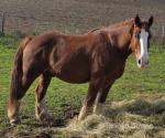 15.3hh Breton Gelding