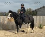 14.3hh, 12 year old cob mare. Broken to ride and drive as a youngster, then been used as a broodmare up until this year. She has then been brought back into ridden work. 