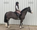 14.3hh Riding Mare