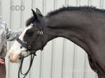 14.3hh Riding Mare